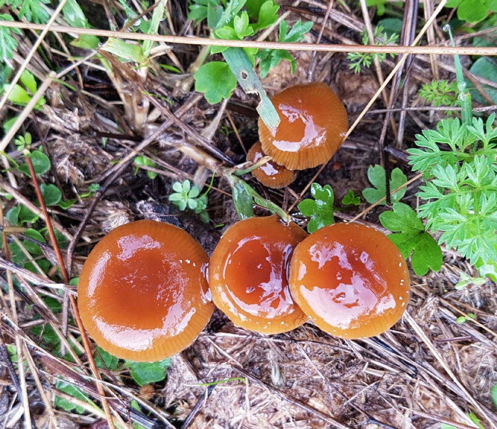 Psilocybe coprophila